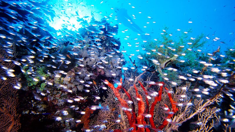 Coral reef, Red Sea, Egypt 