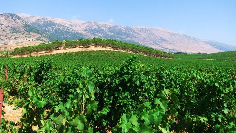 Vineyards of Lebanon 